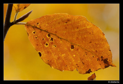Bronze beech leaf