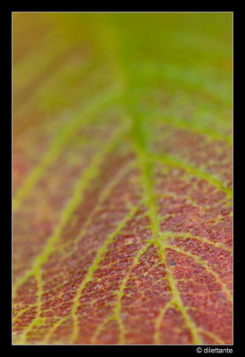 Red / green leaf detail