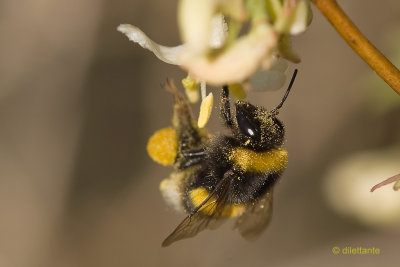 Bumblebee