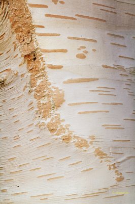 Himalayan birch bark