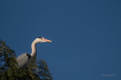 Perching Grey Heron