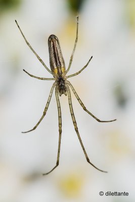 Spider on its Web
