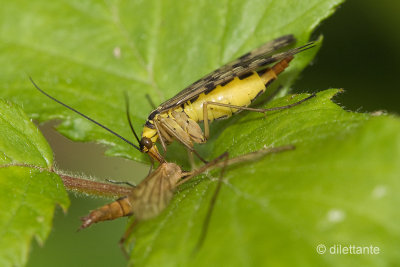 Scorpion Fly Lunch