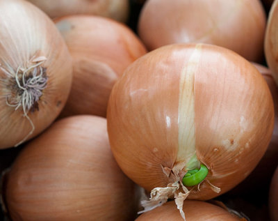 Onion 1