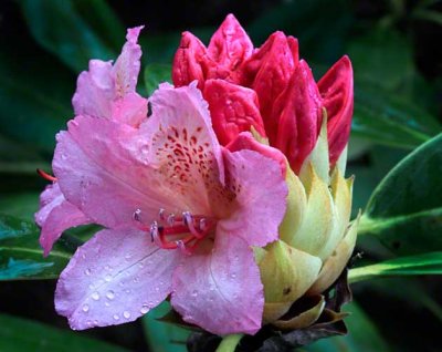 Rhododendron #4