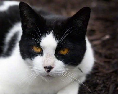 the Wandering Cat