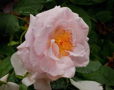 Flower #1