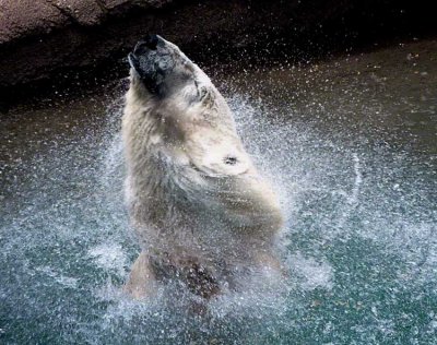 polar bear 2.jpg