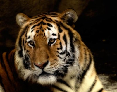 Siberian Tiger