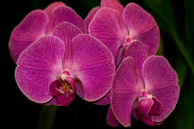 Orchid   #1