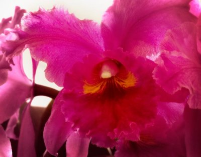 Orchid  #5