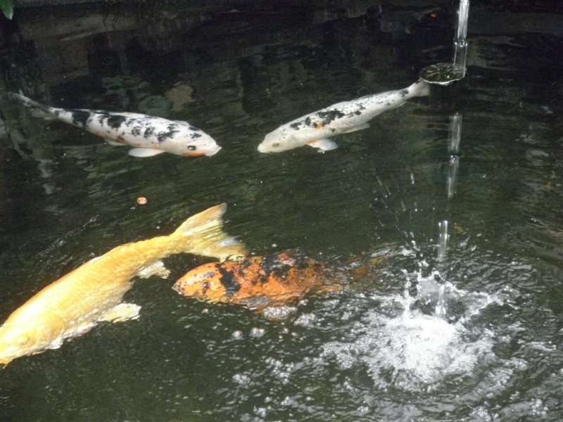 Koi swimming under water fall
