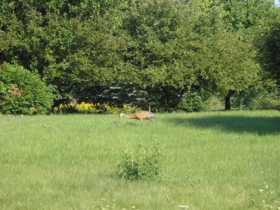 Sand Hill Cranes