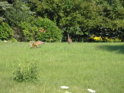 Sand Hill Cranes