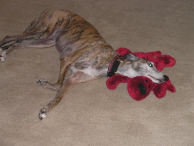 Kattie with GC's Favorite Toy,  Red Dog