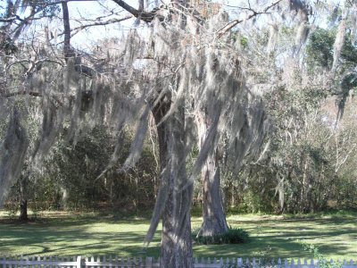Spanish moss hanging in trees