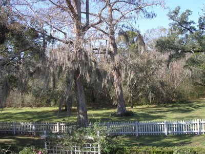 Spanish moss