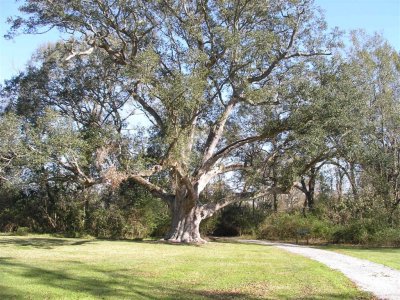 Three hundred year old oak tree