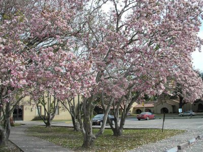 Tulip trees 1/24/09, Baton Rouge LSU