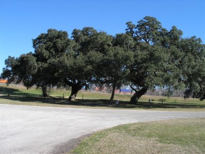 Live Oak grove in the park.