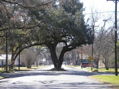 Yup, that's an Oak tree in the middle of the street