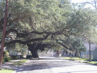 Yet another Oak tree in the middle of the street