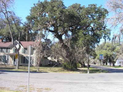 Spanish moss in a large live Oak