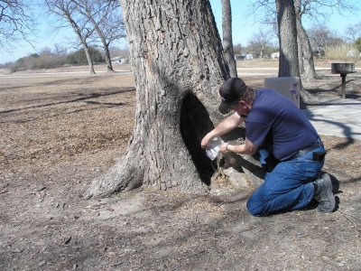  San Antonio -GC  ashes near tree
