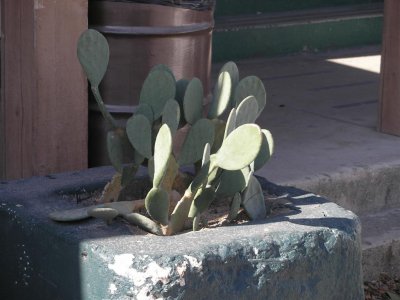 Somebody's pet cacti