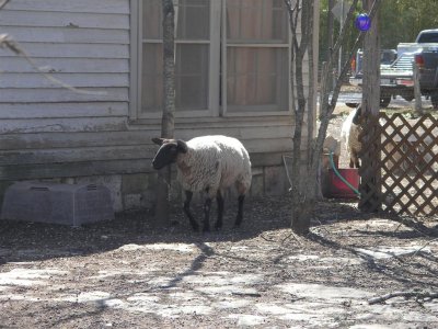 Is that a sheep next to house?