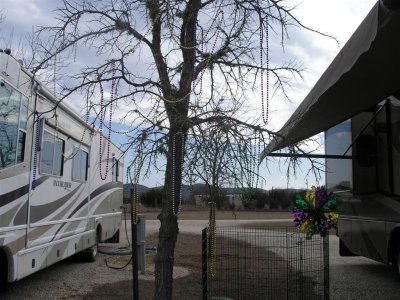 See Mardi Graw beads hanging in tree