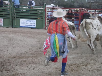 They bring another Bull in to ring to show stubborn bull the way home