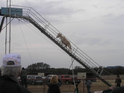 Diving Donkey