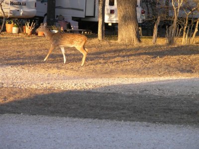deer in front of our rig