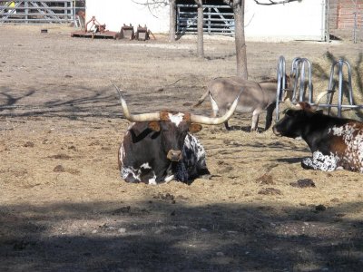 Longhorn steer a Skyline RV Ranch