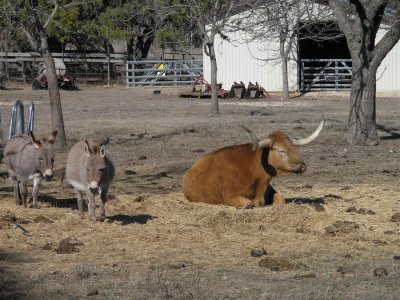 Longhorn steer & burroes at Skyline RV Ranch
