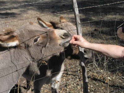 Rolf feeding burros carrots