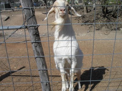 Fredericksburg goats