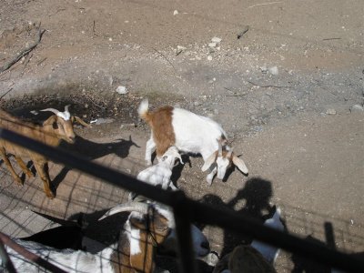 Fredericksburg goats