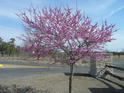 Blooms popping out on the trees/Kerrville-Schreiner Park