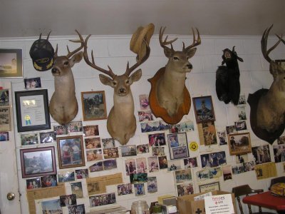 Texas deer mounts