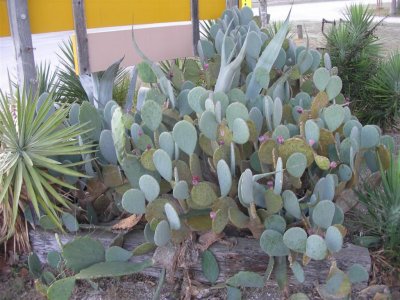 Schertz, TX  cactus buds