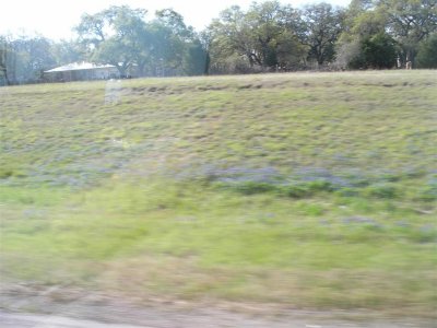 TX state flower- Bluebonnets on side of road