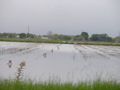 Crawfish fields - double as rice pattys