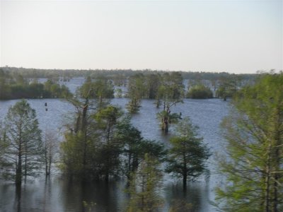 Open water - Atchafalaya Swamp