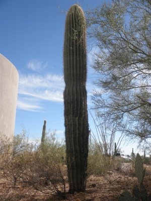 Saguaro 60-80 yrs old