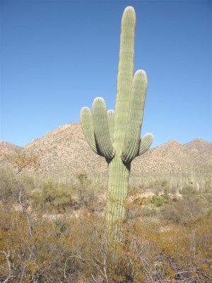 Saguaro  100 - 150 yrs old