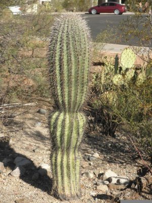 Female Saguaro  ha ha