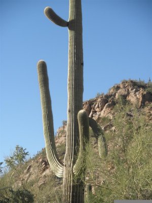 Saguaro Natl Park, Tucson,AZ