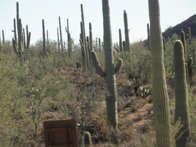 Saguaro Natl Park, Tucson